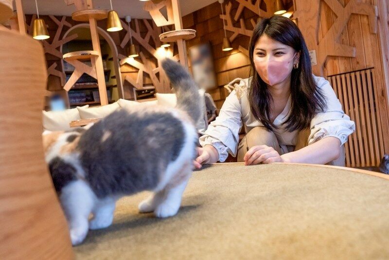 FC2-PPV-2342679 – [FC2 shooting] Appearance!  – Amateur College Girl [Limited Edition] 175cm Tall Model Beautiful 22-Year-Old Kaori-chan Enjoy the Exquisite Body of a Tall Female College Student Who Loves Cats and Loves Cats!  – !  – world class goddess♥